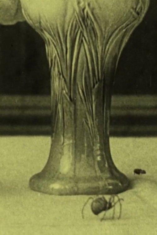 La mosca e il ragno (1913) - SD576p